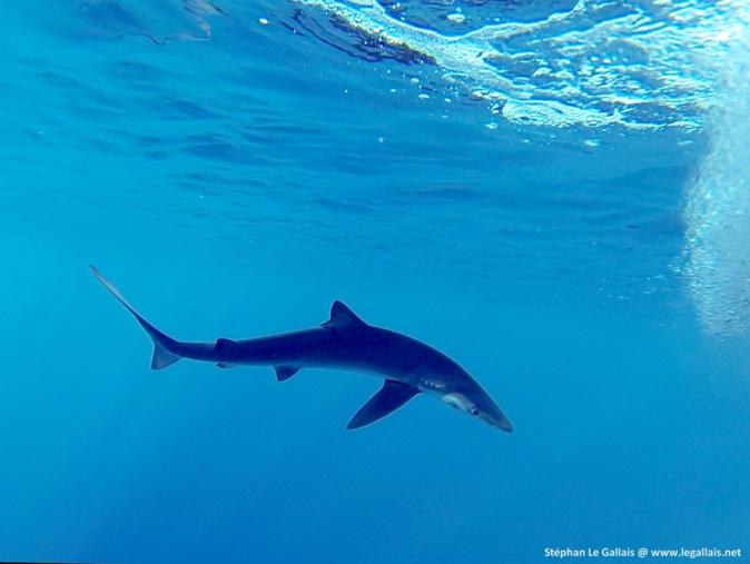 Près de 50 espèces de requins dans les eaux corses : faut-il en avoir peur ? 